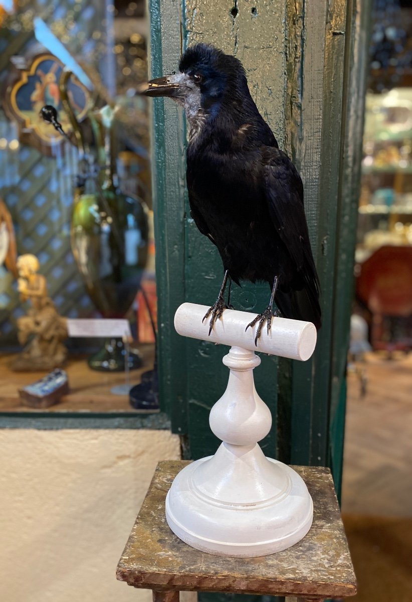Naturalized Raven