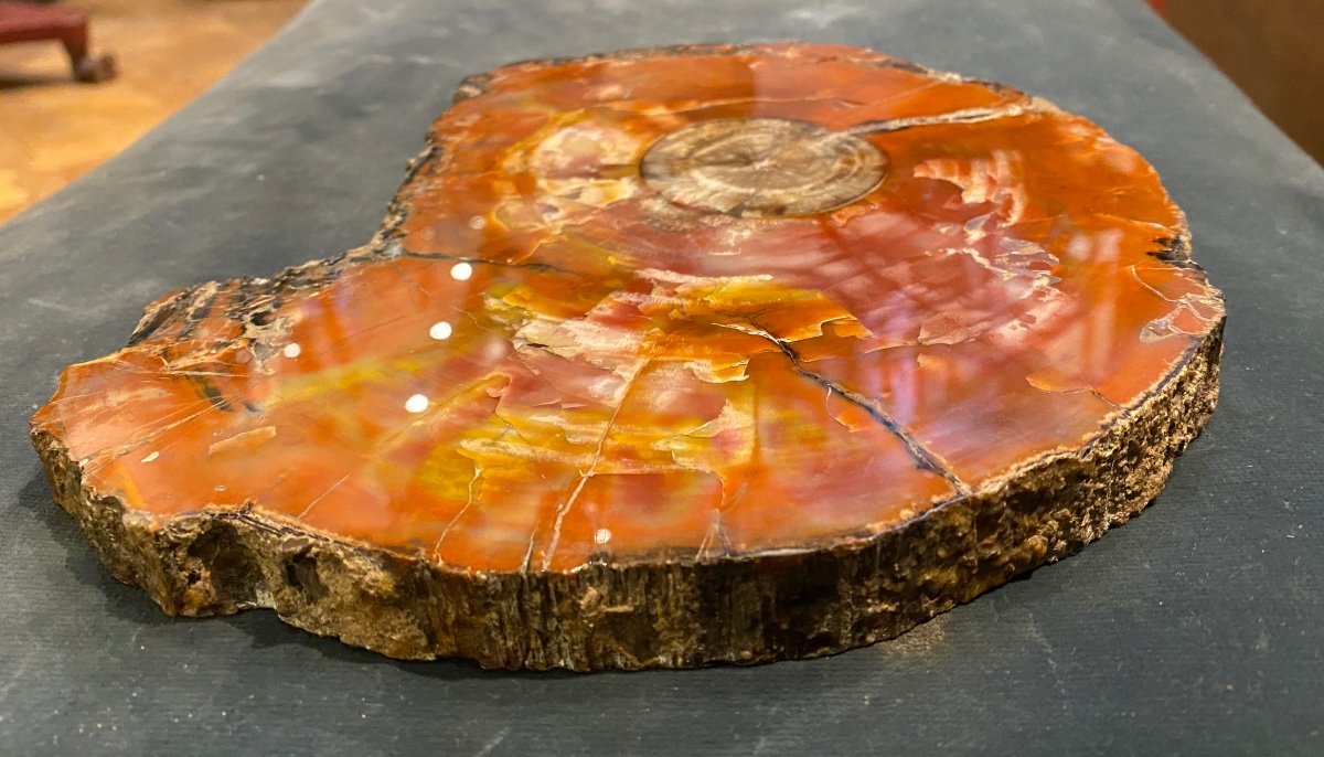 Petrified Arizona Wood Slice-photo-3