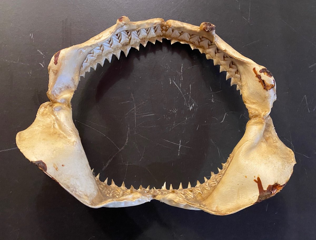 Shark Jaw-photo-2