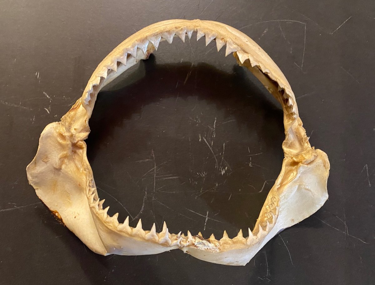 Shark Jaw-photo-3