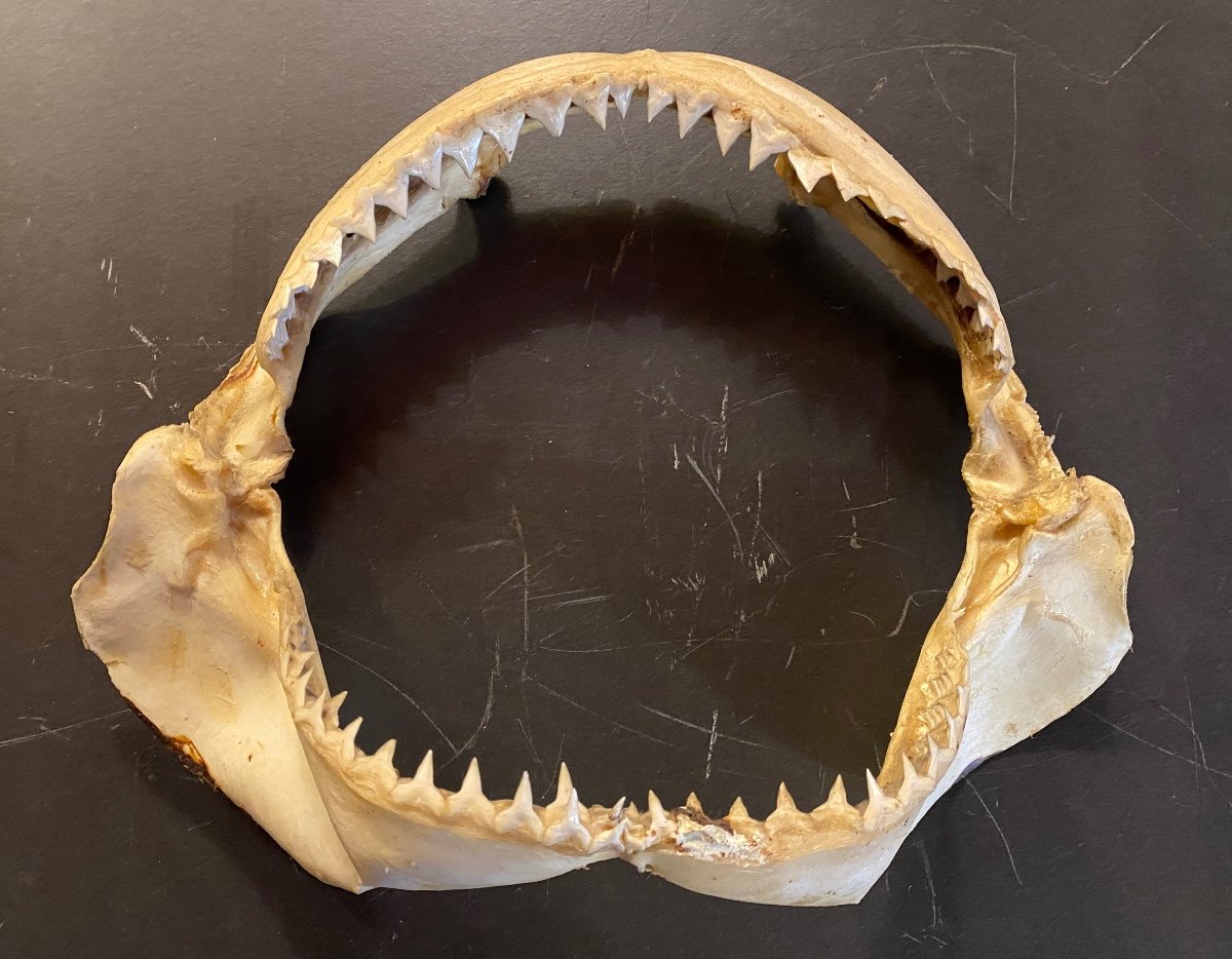 Shark Jaw