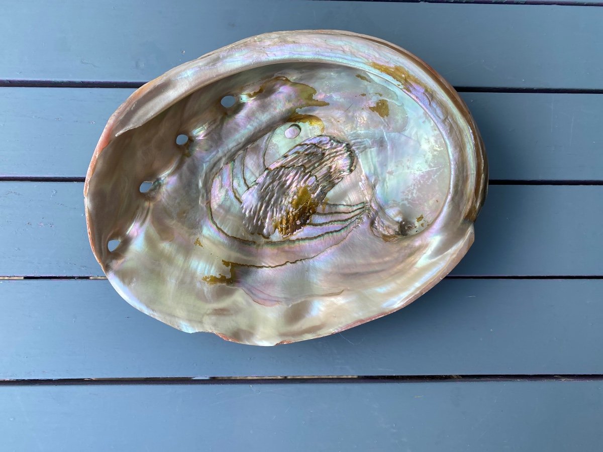 Abalone, Shellfish