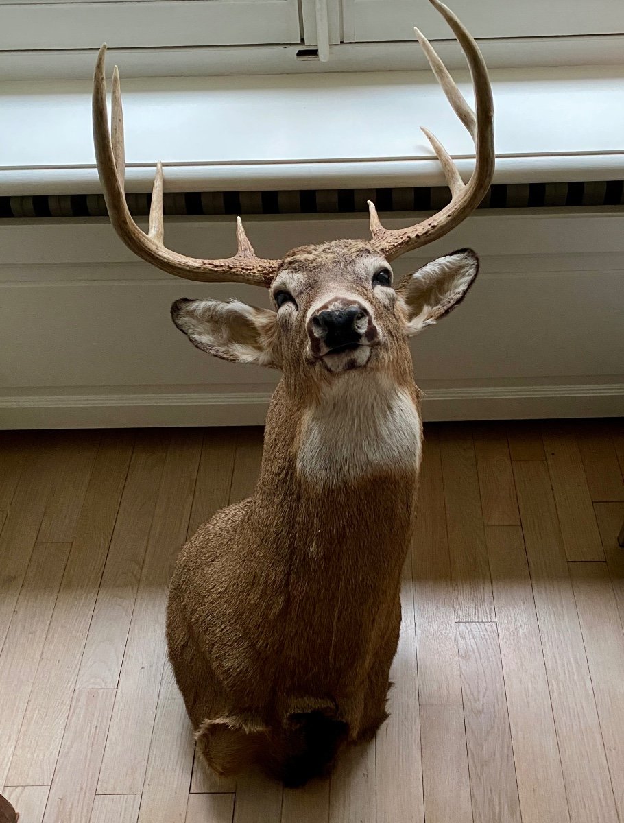 Tête De Cerf De Virginie