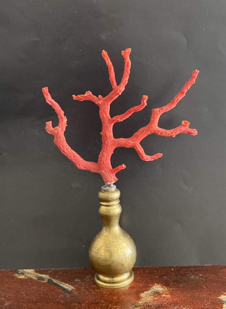 Mediterranean Red Coral-photo-3