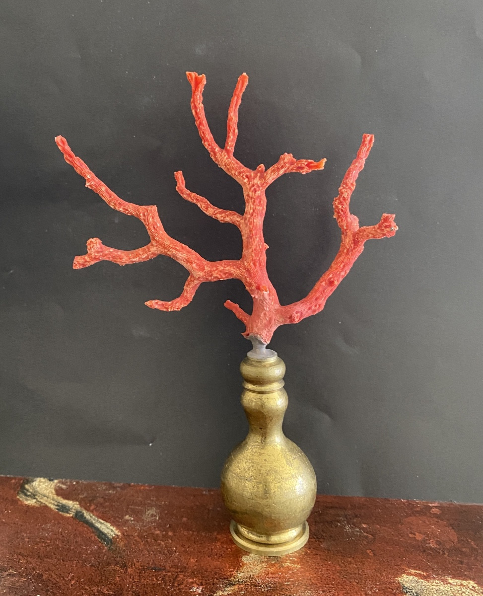 Mediterranean Red Coral-photo-4