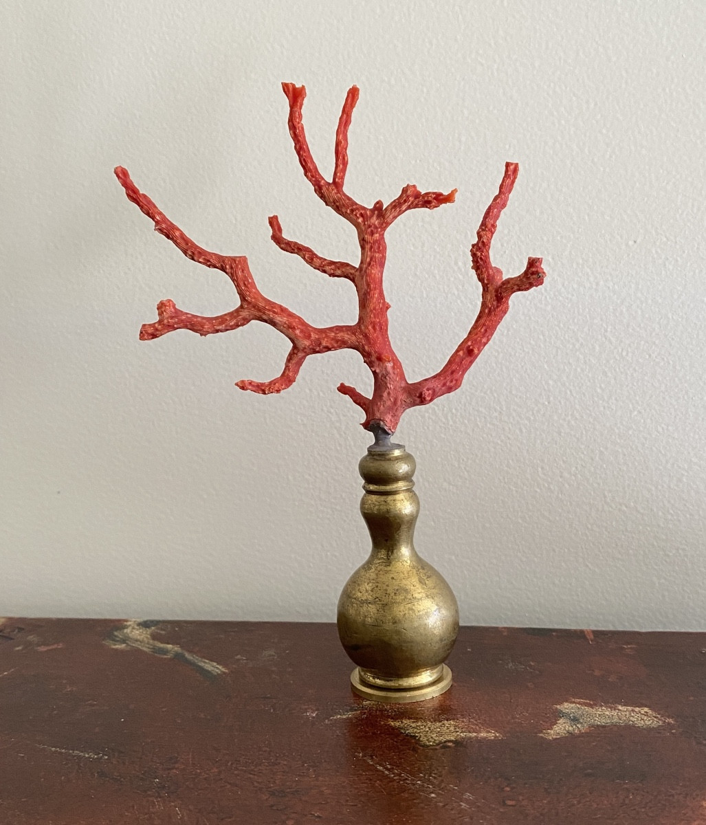 Mediterranean Red Coral