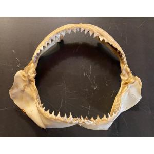 Shark Jaw