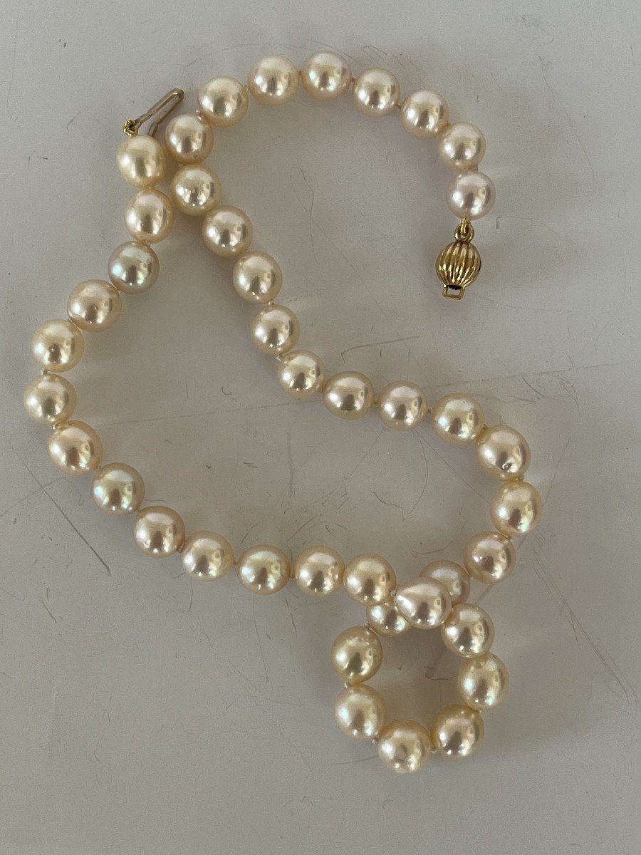 6247- Cultured Pearl Choker Necklace Yellow Gold Clasp