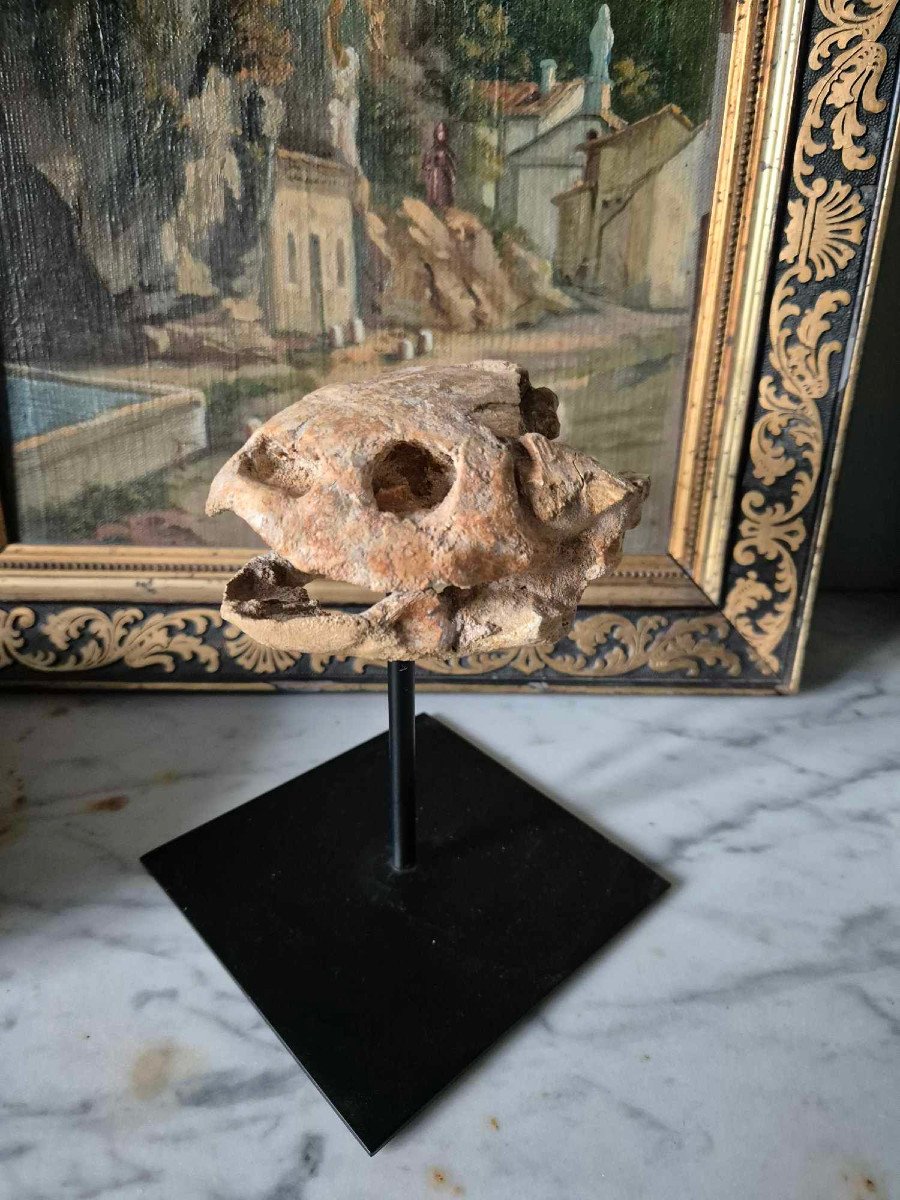 Fossil Turtle Skull - Terminal Cretaceous (maastrichtian) -photo-3