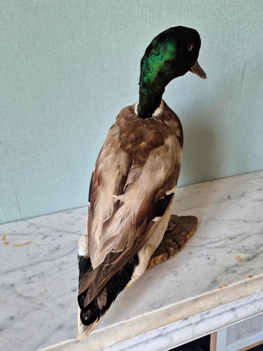 Canard Colvert - Taxidermie milieu du XXe siècle-photo-3