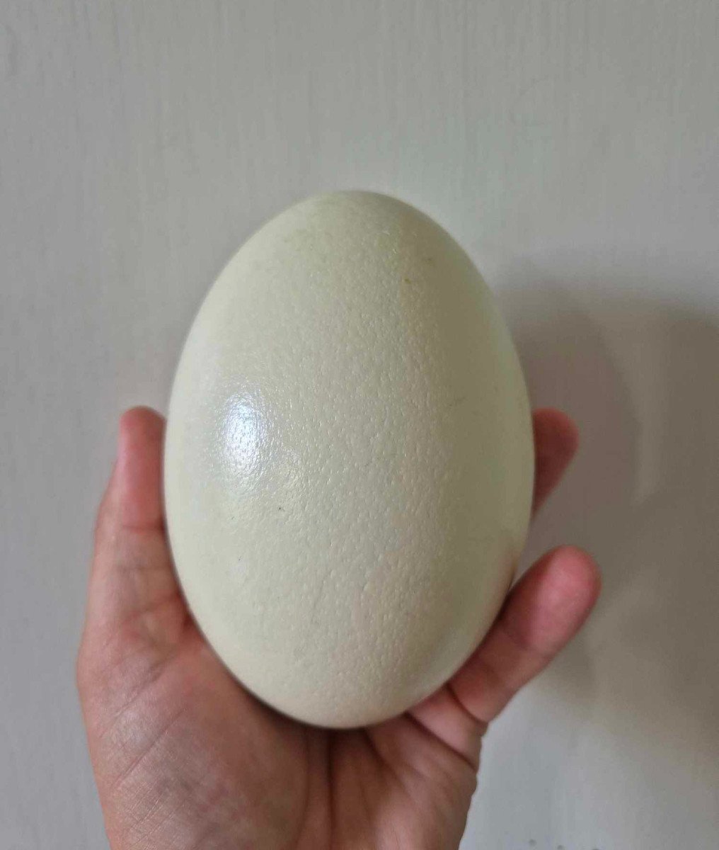 Rhea Egg -photo-3