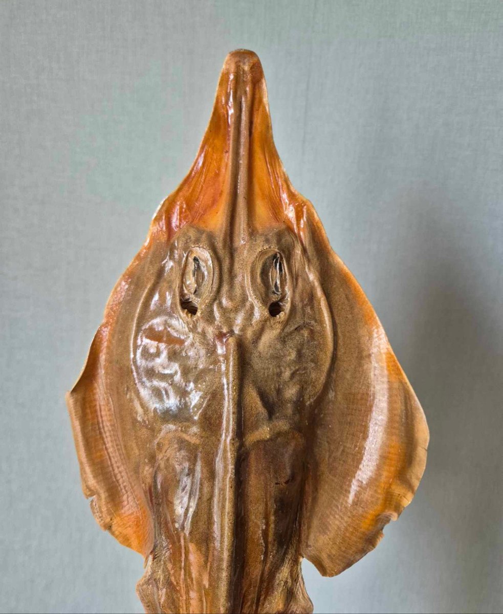 Jenny Haniver Ocean Chimera-photo-3