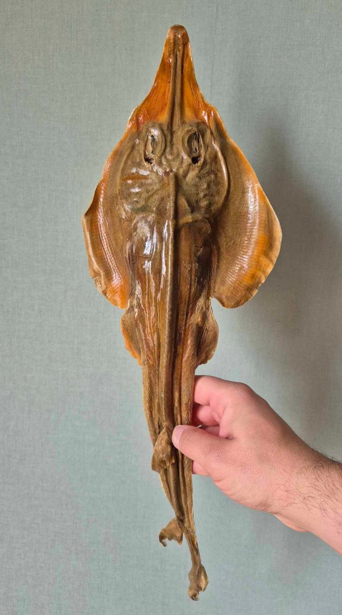 Jenny Haniver Ocean Chimera-photo-4