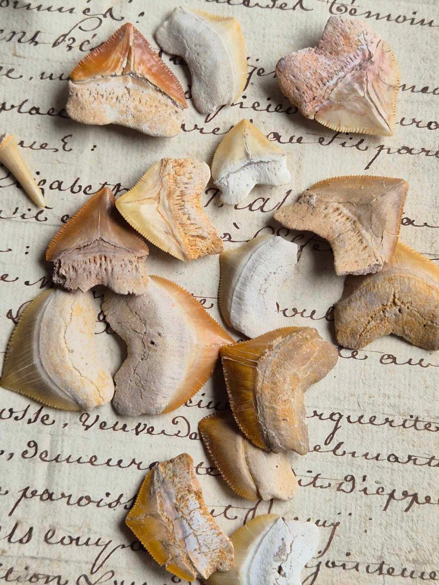 Shark Teeth Fossils – Paleontology Of Morocco-photo-2