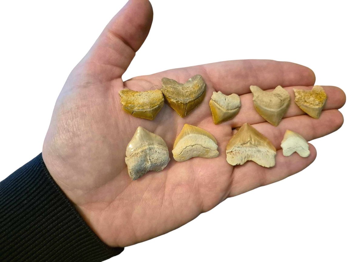 Shark Teeth Fossils – Paleontology Of Morocco-photo-3