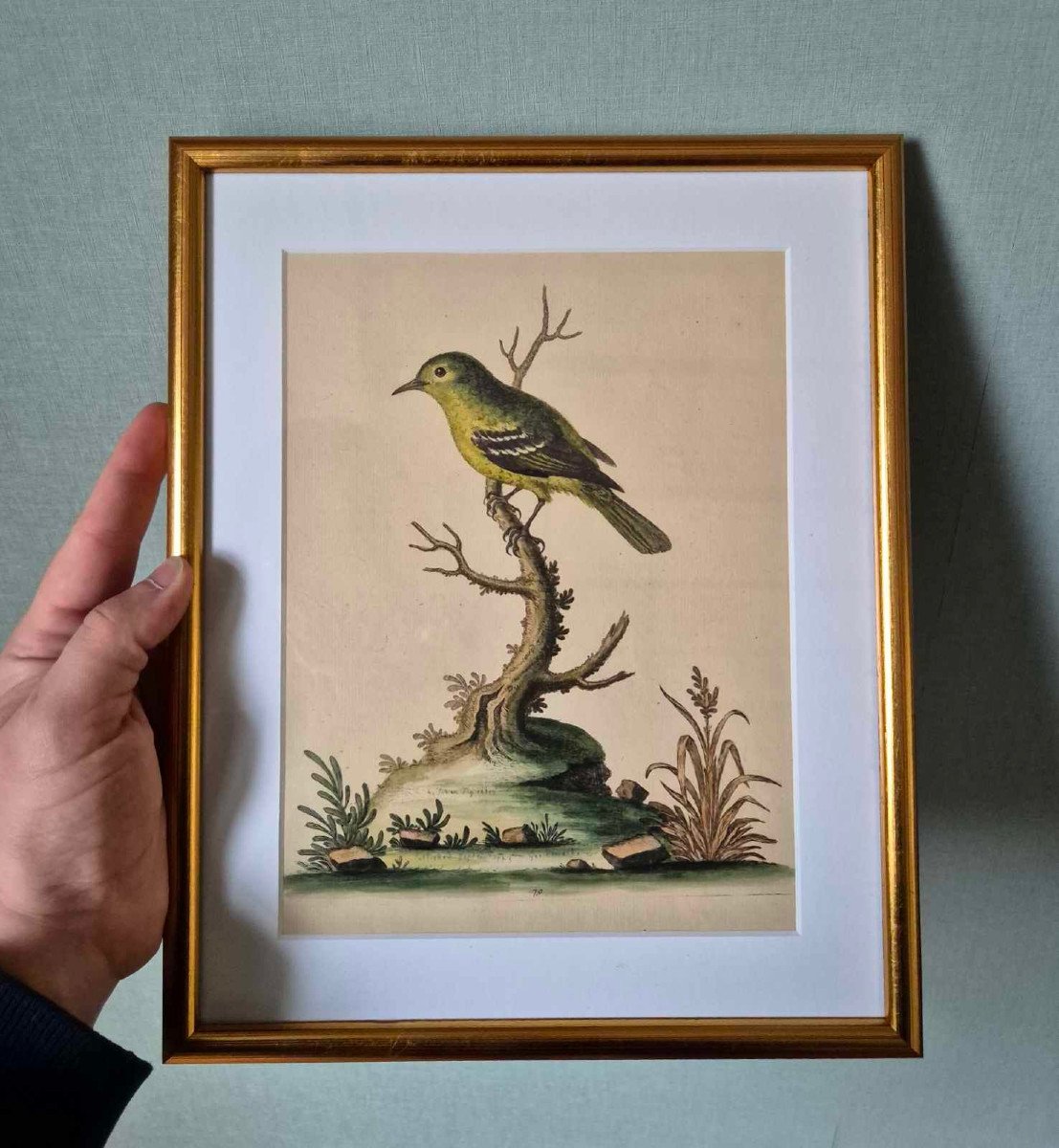 Gravures d'oiseaux aquarellées XVIIIe - Histoire Naturelle Ornithologie-photo-2