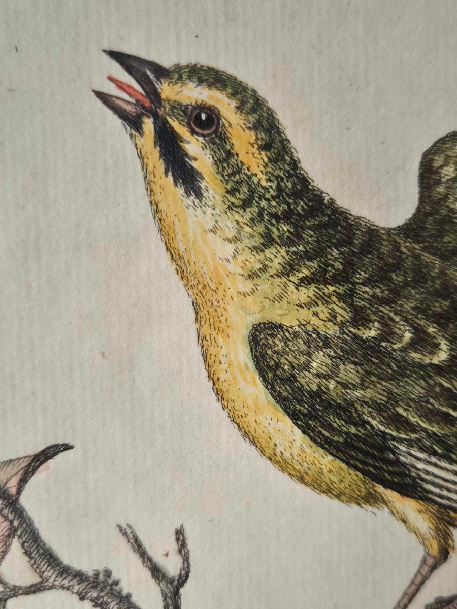 Gravures d'oiseaux aquarellées XVIIIe - Histoire Naturelle Ornithologie-photo-2