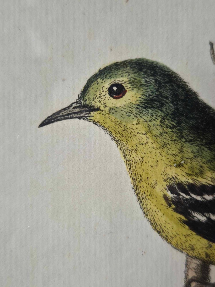 Gravures d'oiseaux aquarellées XVIIIe - Histoire Naturelle Ornithologie-photo-4