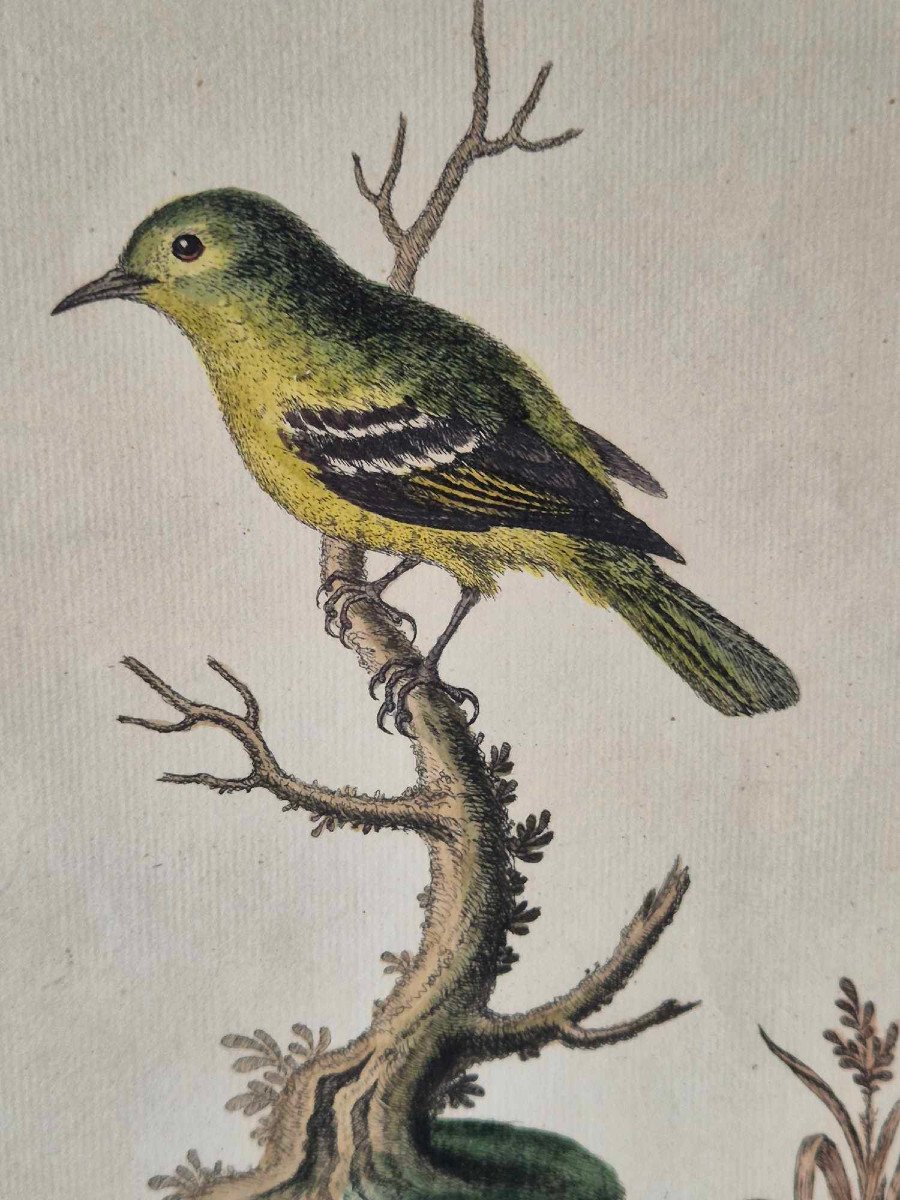 Gravures d'oiseaux aquarellées XVIIIe - Histoire Naturelle Ornithologie-photo-5