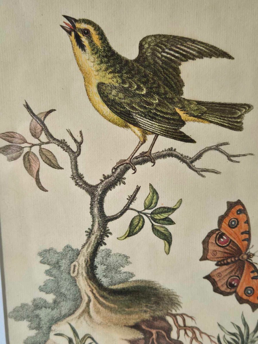 Gravures d'oiseaux aquarellées XVIIIe - Histoire Naturelle Ornithologie-photo-6