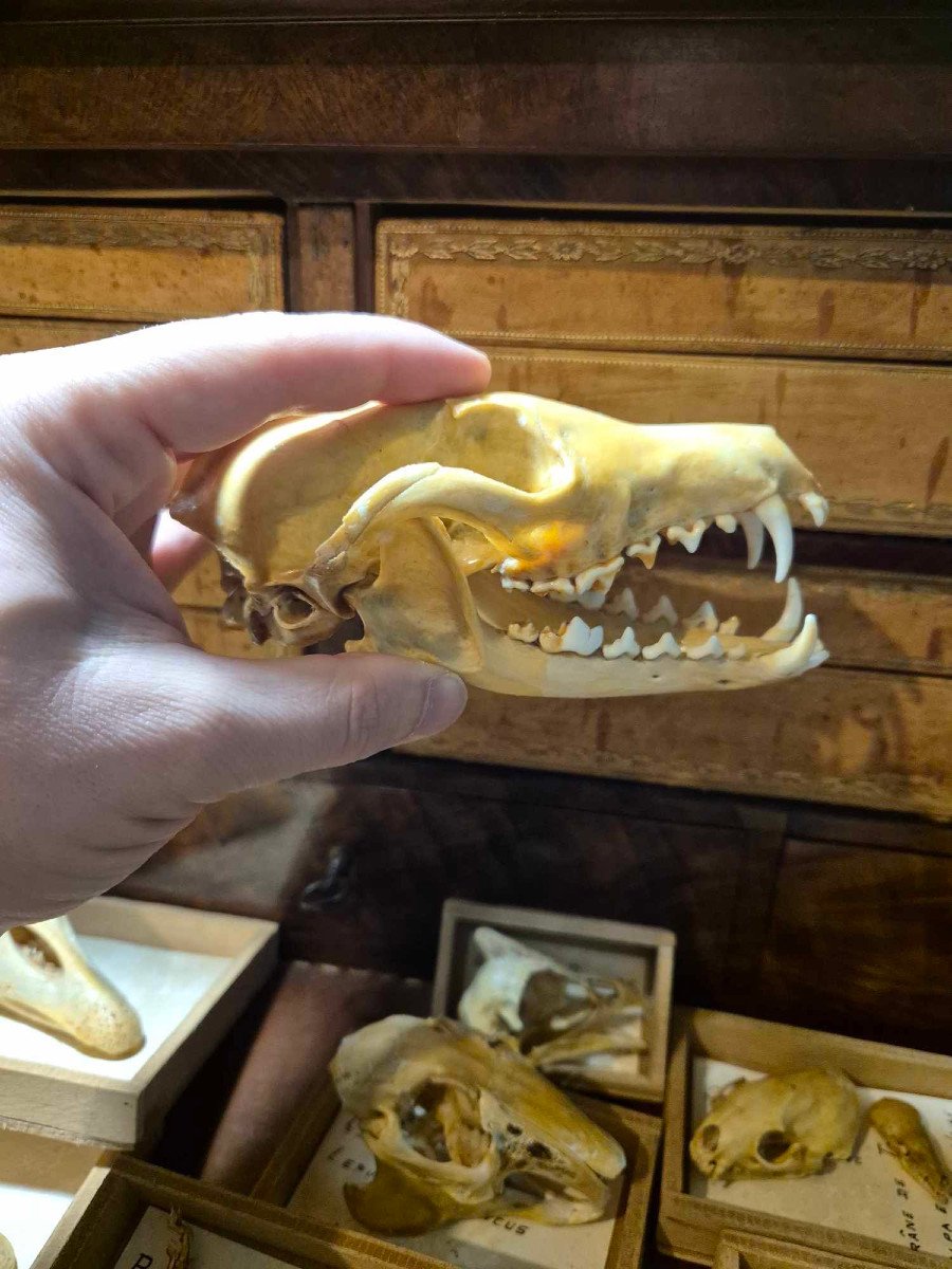 Didactic Osteology – Common Animal Skulls From The 1960s-photo-2