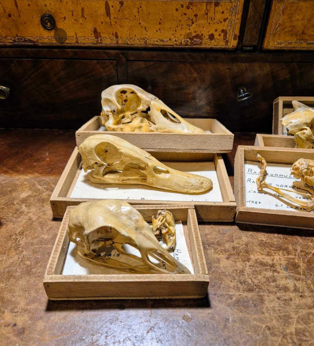 Didactic Osteology – Common Animal Skulls From The 1960s-photo-3