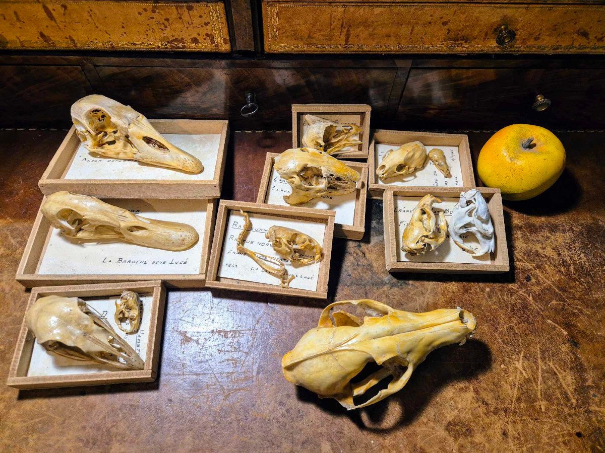 Didactic Osteology – Common Animal Skulls From The 1960s-photo-4