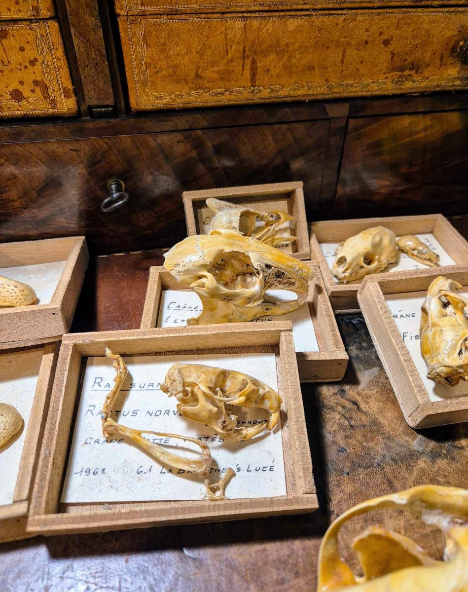 Didactic Osteology – Common Animal Skulls From The 1960s-photo-1