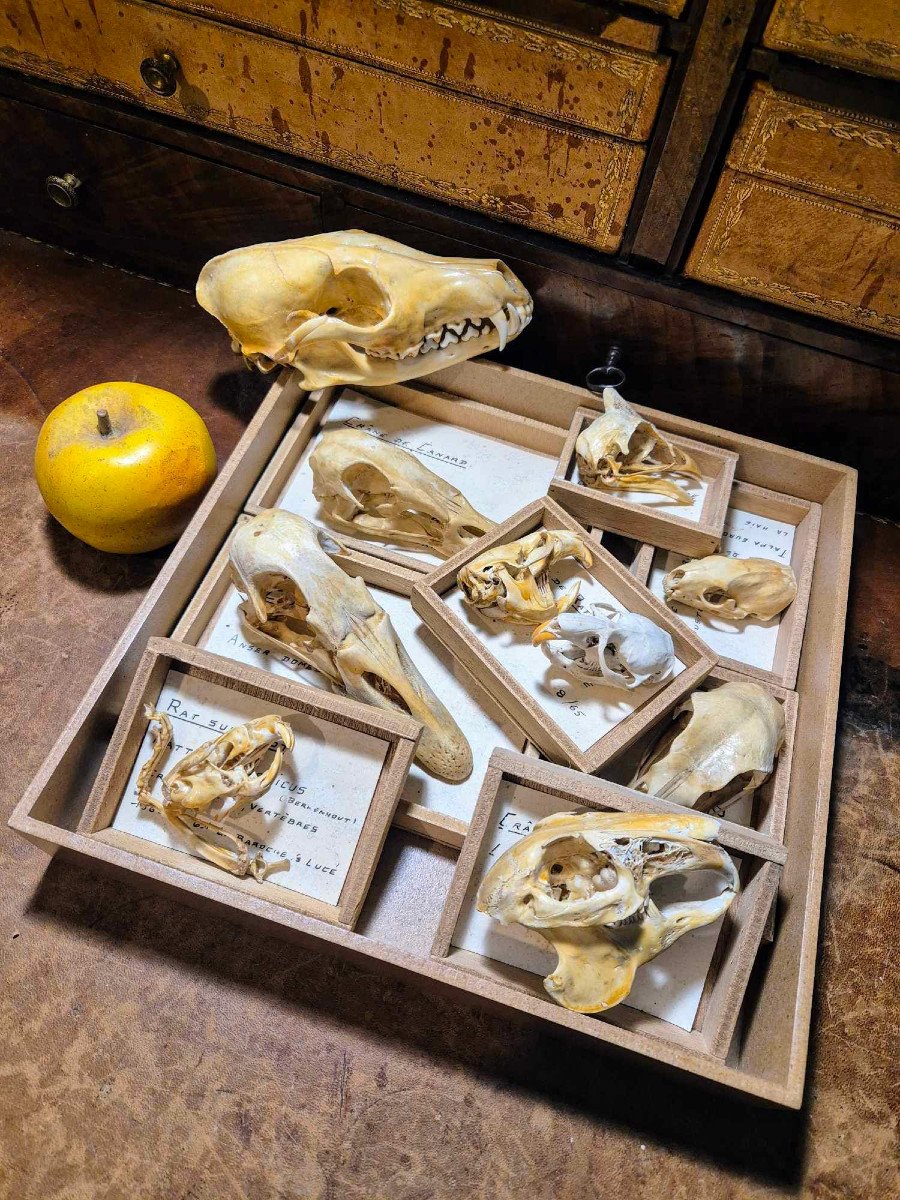 Didactic Osteology – Common Animal Skulls From The 1960s-photo-2