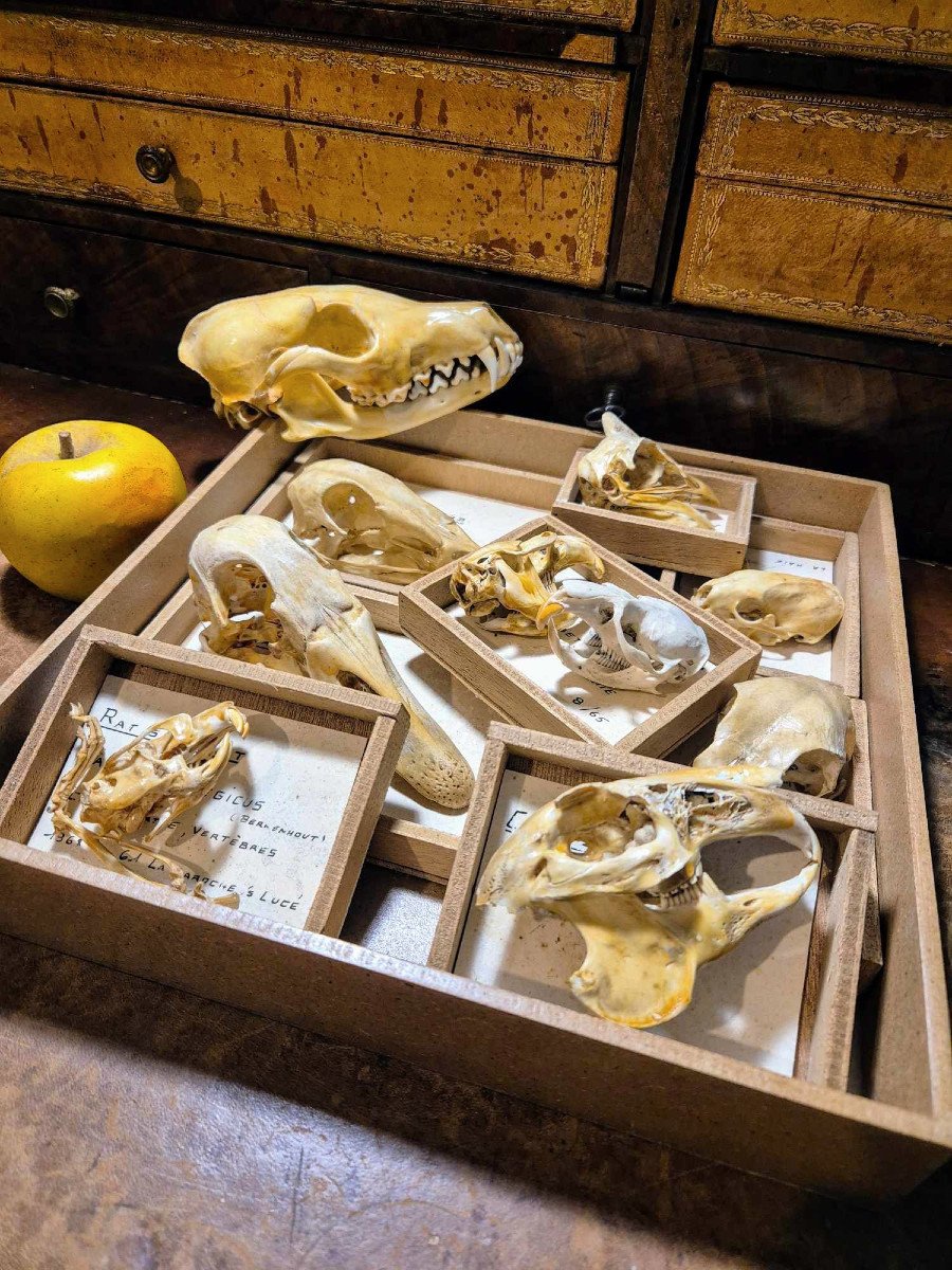 Didactic Osteology – Common Animal Skulls From The 1960s