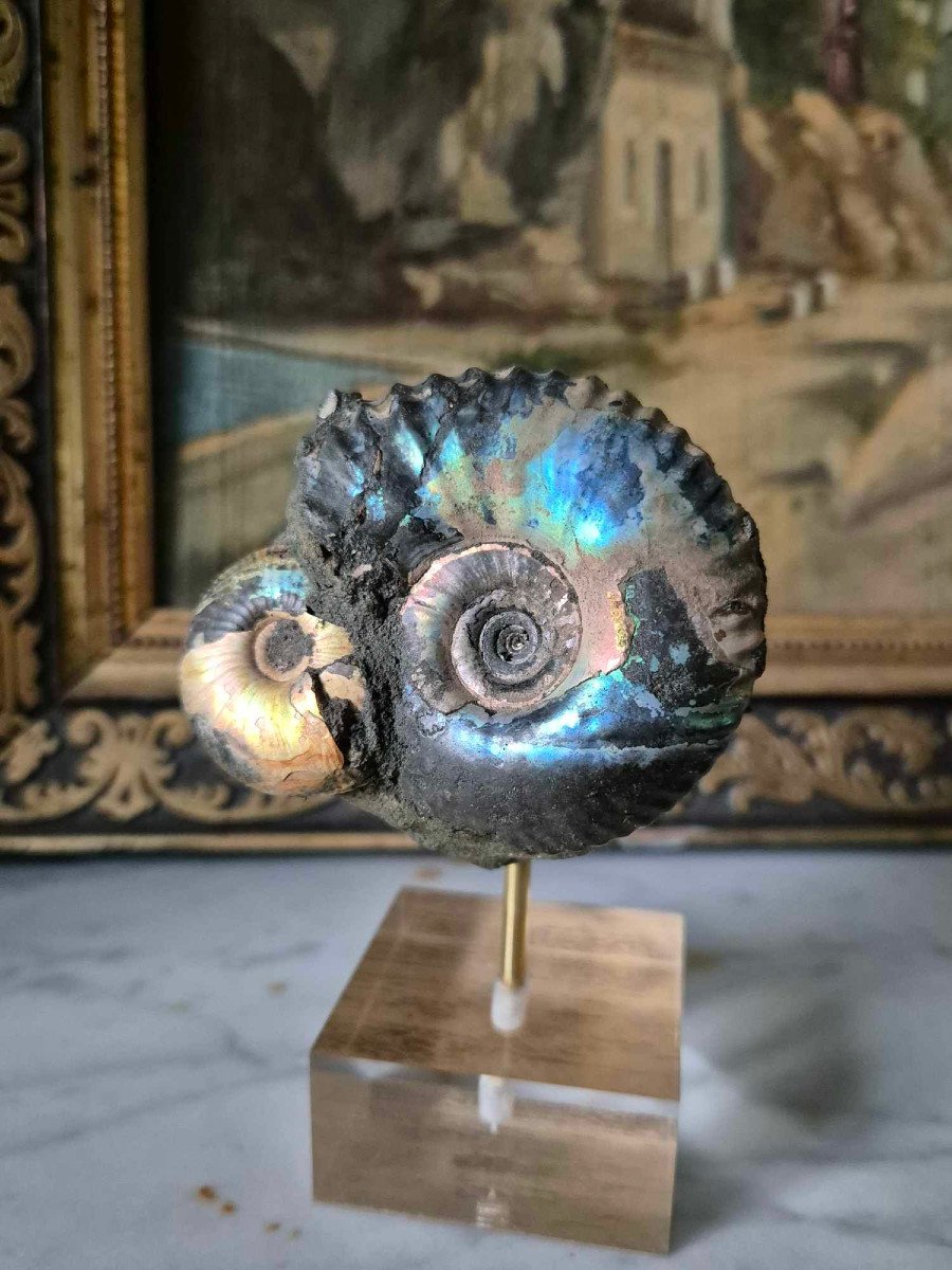 Fossiles Ammonites du Jurassique de Russie-photo-3