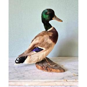 Canard Colvert - Taxidermie milieu du XXe siècle