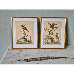 18th Century Watercolored Bird Engravings - Natural History Ornithology