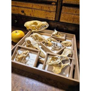 Didactic Osteology – Common Animal Skulls From The 1960s