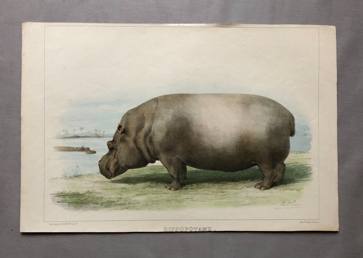 Hippopotamus, Lithograph After Olivier Charles De Penne-photo-2