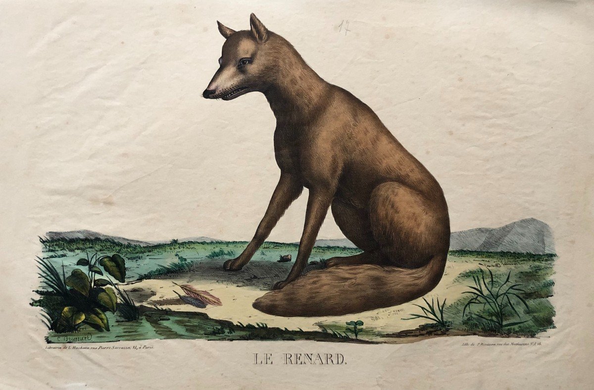 The Fox, Lithograph After Brunard