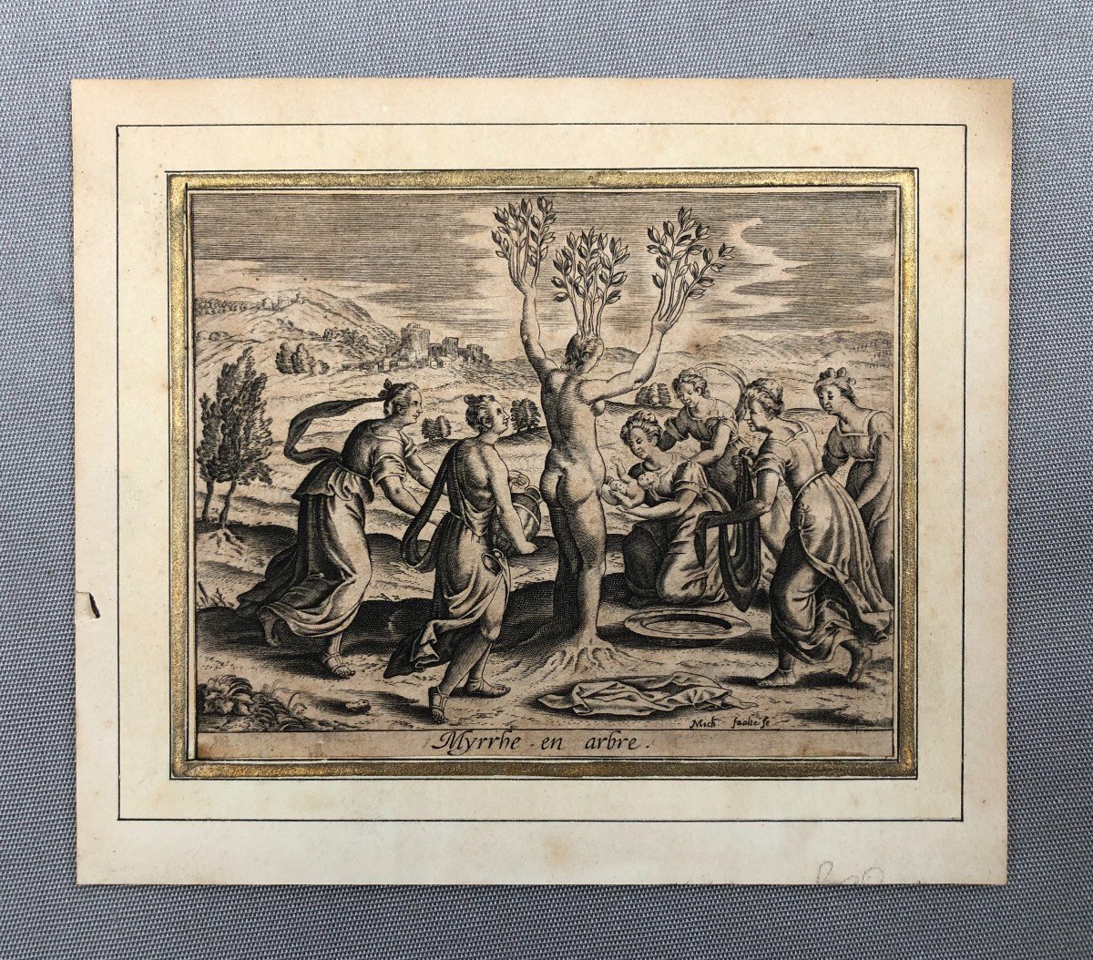 Myrrh Tree, 17th Century Engraving-photo-2