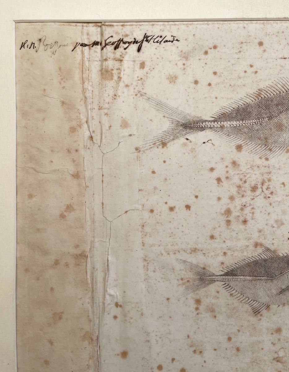 Fish, 19th Or Earlier Engraving, Annotated In Brown Ink-photo-3