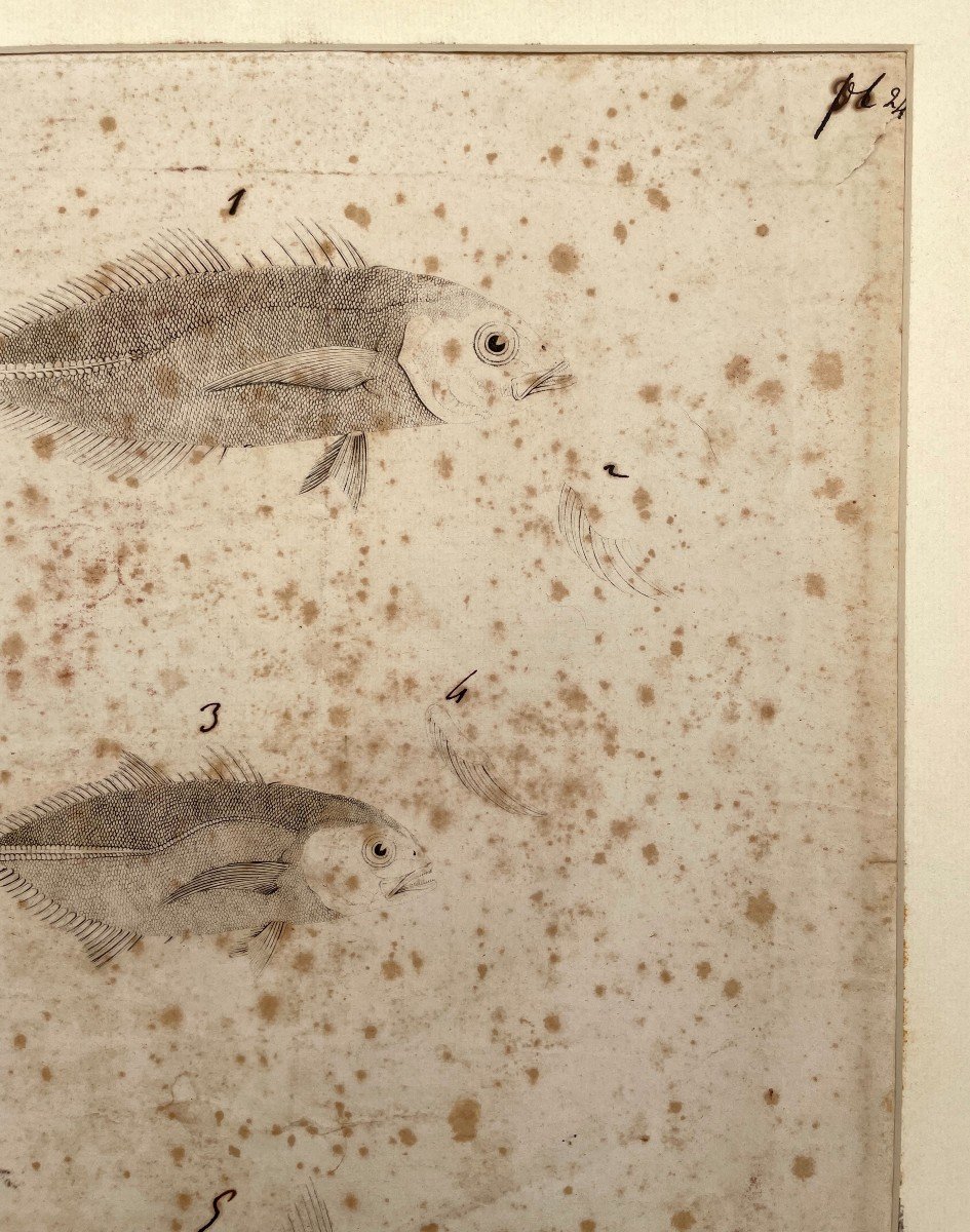 Fish, 19th Or Earlier Engraving, Annotated In Brown Ink-photo-4