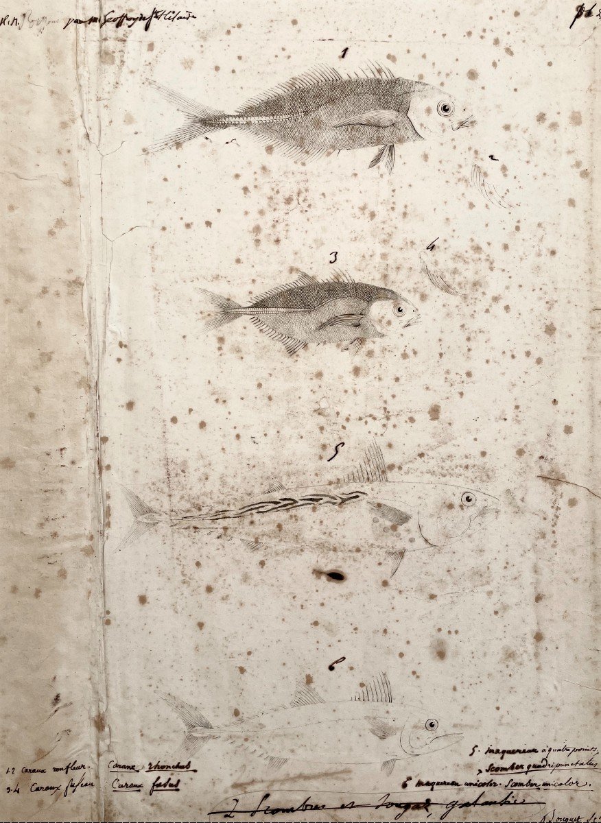 Fish, 19th Or Earlier Engraving, Annotated In Brown Ink