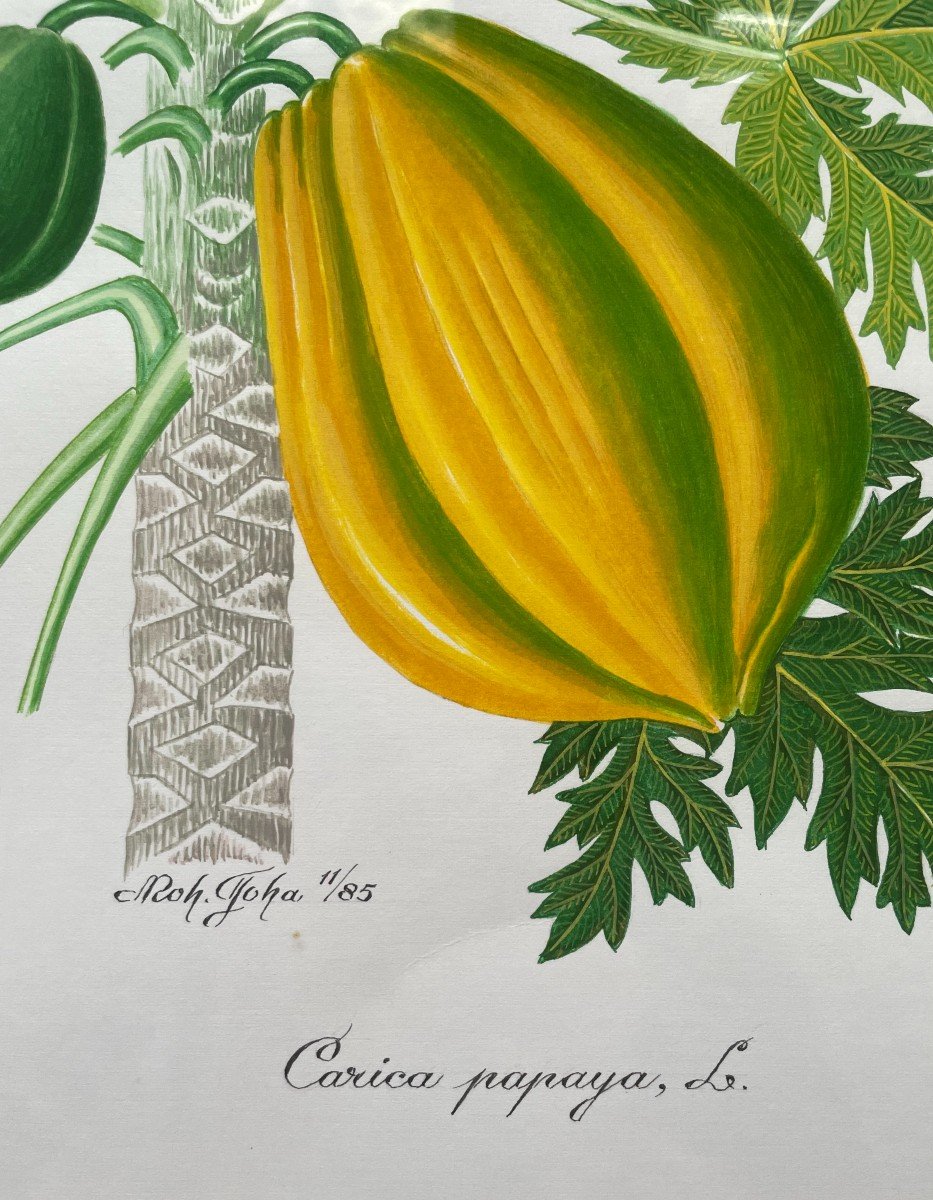 Exotic Fruits, Series Of 8 Botanical Watercolors-photo-3
