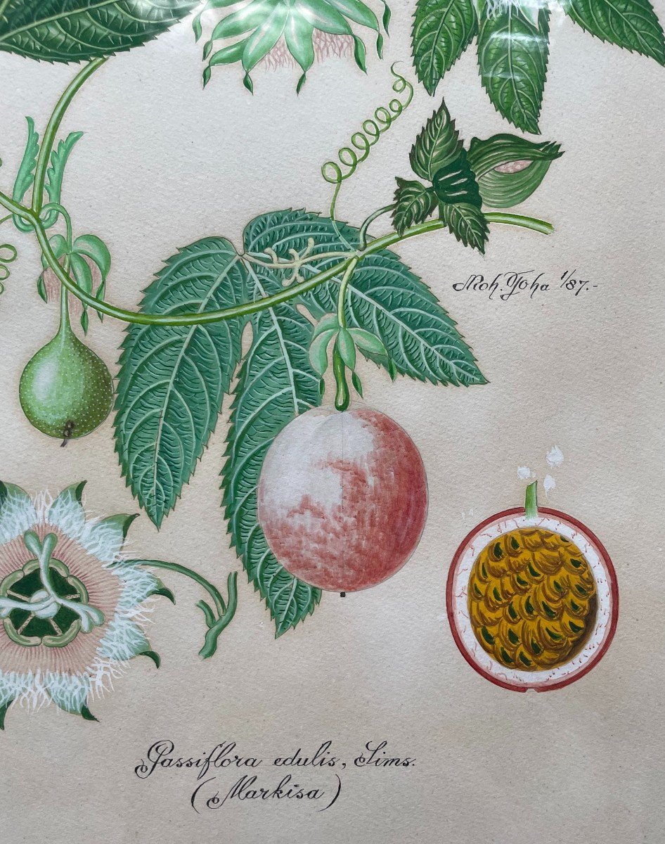 Exotic Fruits, Series Of 8 Botanical Watercolors-photo-4