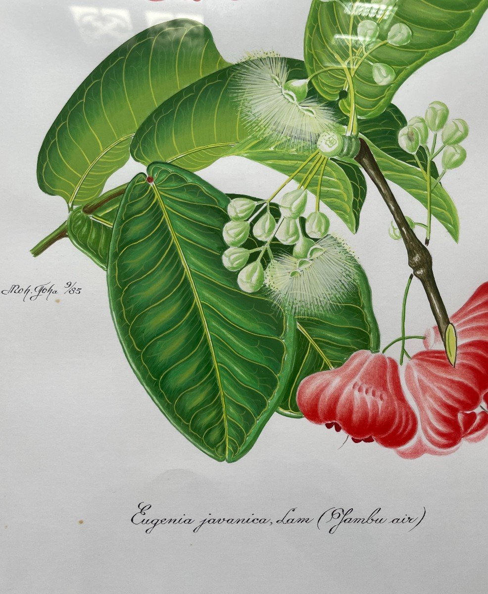 Exotic Fruits, Series Of 8 Botanical Watercolors-photo-1