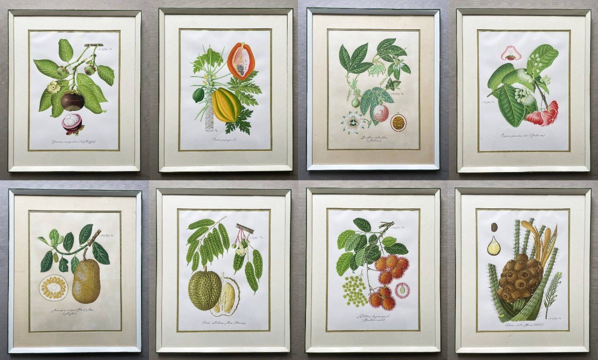 Exotic Fruits, Series Of 8 Botanical Watercolors