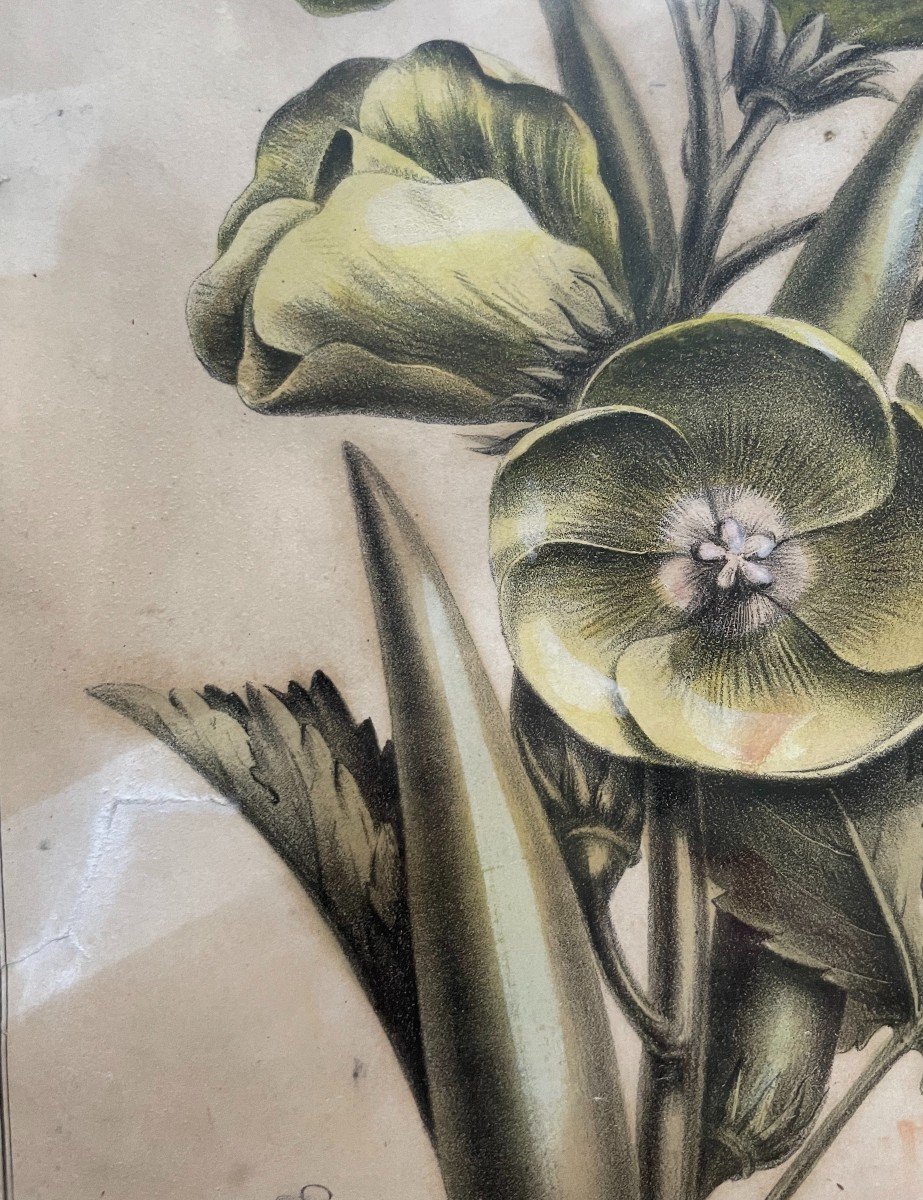 Etienne Denisse, Two Botanical Lithographs, Flora Of America-photo-1