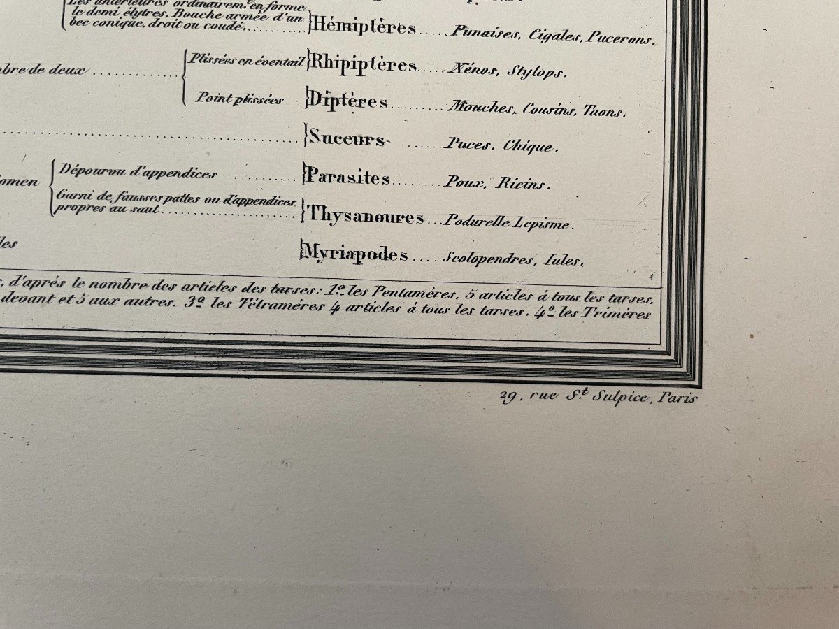 Tableau Elémentaire d'Entomologie, Planche Pédagogique Bouasse-Lebel-photo-4