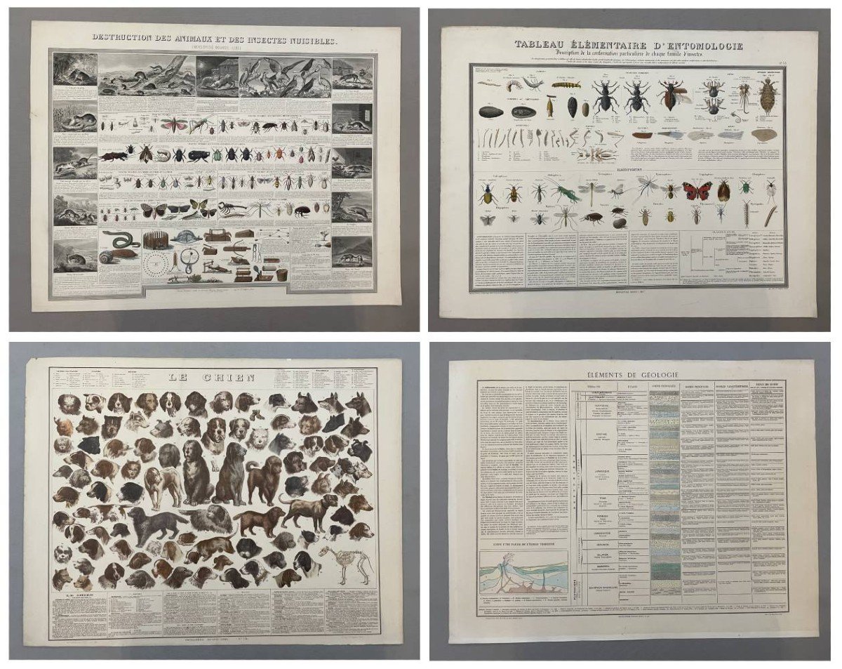 Elementary Table Of Entomology, Bouasse-lebel Educational Board-photo-8