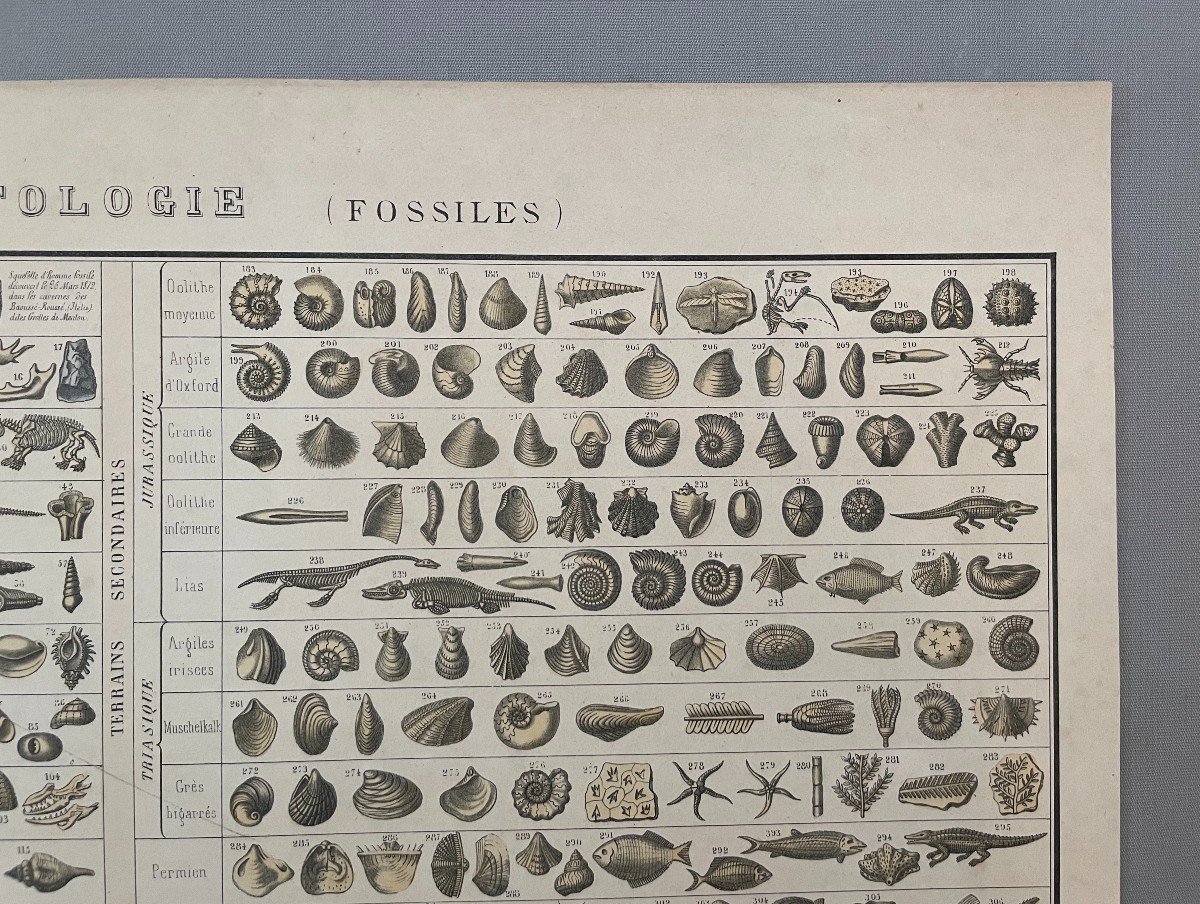 Paléontologie (Fossiles), Planche Pédagogique Bouasse-Lebel -photo-3