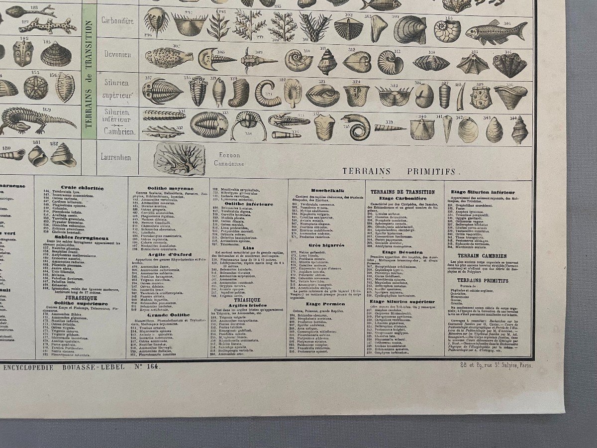 Paléontologie (Fossiles), Planche Pédagogique Bouasse-Lebel -photo-4