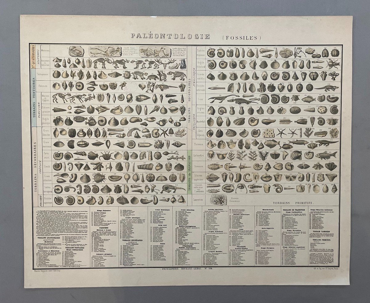 Paléontologie (Fossiles), Planche Pédagogique Bouasse-Lebel 